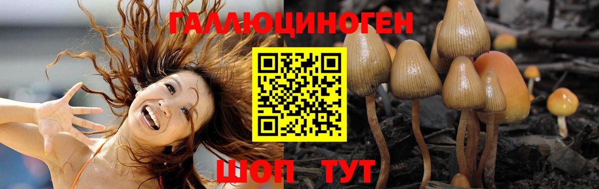 Галлюциногенные грибы Psilocybine cubensis Тобольск